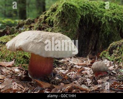 Boletus Calopus; bittere Buche bolete Stockfoto