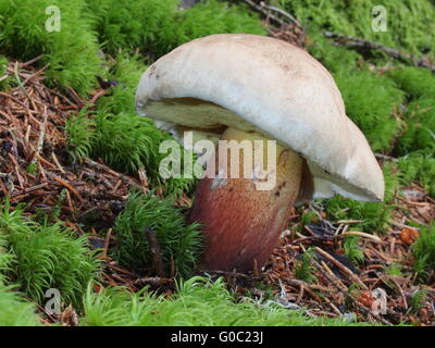 Boletus Calopus; bittere Buche bolete Stockfoto