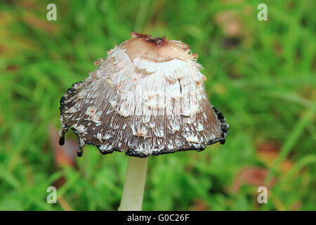 Shaggy Tinte GAP (Coprinus Comatus) Stockfoto