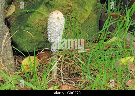 Shaggy Tinte GAP (Coprinus Comatus) Stockfoto