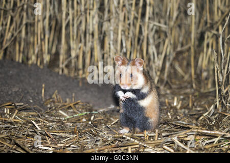 Wahrung gemeinsamer hamster Stockfoto