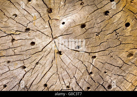 Detail der ein Insektenhotel Stockfoto