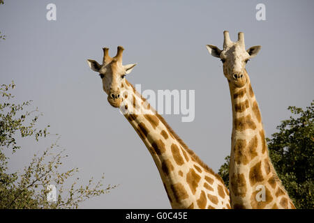 Giraffen in Koure kämpfen. Niger Stockfoto