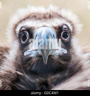 Gesicht Porträt einer Cinereous Vulture (Aegypius Monachus) ist auch bekannt als der schwarze Geier Stockfoto