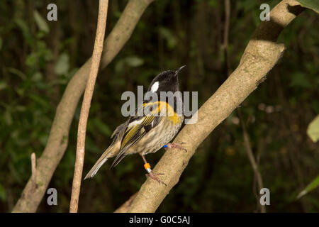 Die Stitchbird oder Hihi (Notiomystis Cincta) ist eine seltene passerine Vogel endemisch auf der Nordinsel Neuseelands. Stockfoto