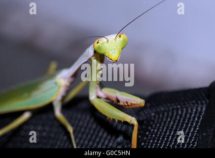 Praying Mantis Stockfoto