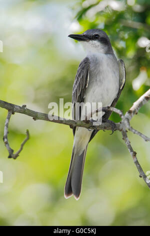 Gray King Vogel (Tyrannus Dominicensis) auf Ast, Laguna Cartegena, Puerto Rico Stockfoto