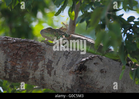 Grüner Leguan (Iguana Iguana) auf Ast, Laguna Cartegena, Puerto Rico Stockfoto