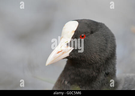 Eurasische Blässhuhn (Fulica Atra) Kopf Porträt, Niederlande Stockfoto