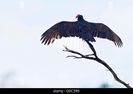 Türkei-Geier (Cathartes Aura) zurück Flügelspannweite auf Ast, La Parguera, Puerto Rico Stockfoto