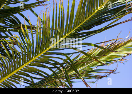 Palm-Wedel-Welle in der Sonne Stockfoto