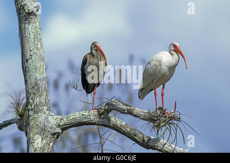 American White Ibis ruhen auf dem Zweig von Cypress Stockfoto