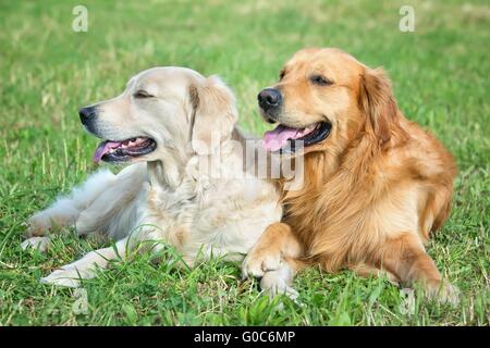 Porträt von zwei jungen Hunden spielen auf der Wiese Stockfoto