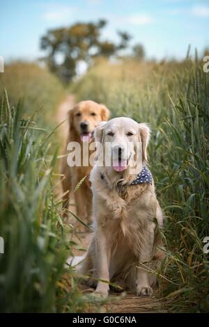 Porträt von zwei jungen Hunden, ruht auf einem Feldweg Stockfoto