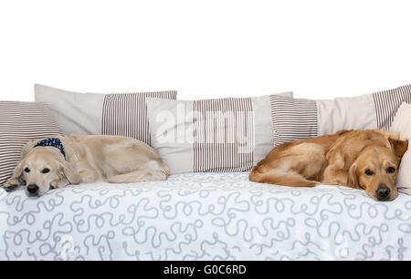 Porträt, zwei süße reinrassige Retriever auf weißem Hintergrund Stockfoto