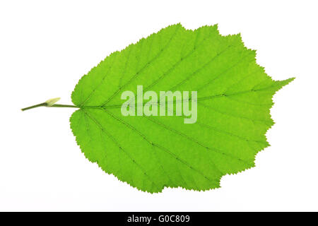 Blatt des Baumes Hasel (Corylus Avellana) Stockfoto
