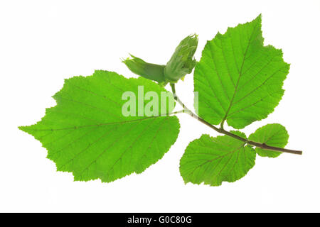 Kleiner Zweig des Baumes Hasel (Corylus Avellana) Stockfoto