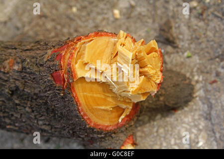 Tree Trunk-Abschnitt von Pterocarpus Santalinus, rotes Sandelholz Stockfoto