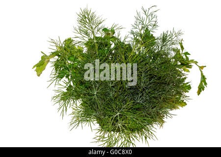 Frische Petersilie dill Stockfoto