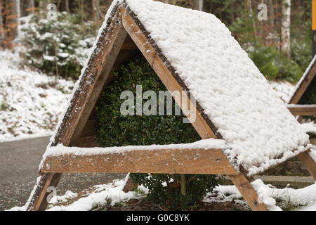 Buchsbaum mit Winterschutz vor starkem Schneefall Stockfoto