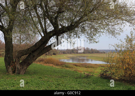 Auenwaldes, Lac du Der-Chantecoq, Frankreich Stockfoto