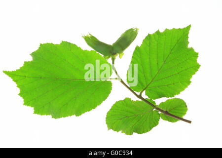 Kleiner Zweig des Baumes Hasel (Corylus Avellana) Stockfoto