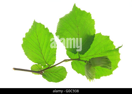 Kleiner Zweig des Baumes Hasel (Corylus Avellana) Stockfoto