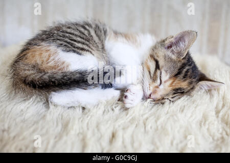 Schlafende Katze Stockfoto