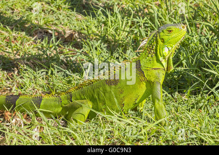 Ein sehr wachsames Iguana Philipsburg Saint Martin wir Stockfoto