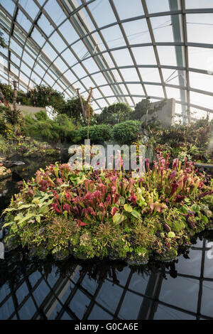 Die verlorene Welt im Nebelwald Dome, Gardens by the Bay Singapore Stockfoto