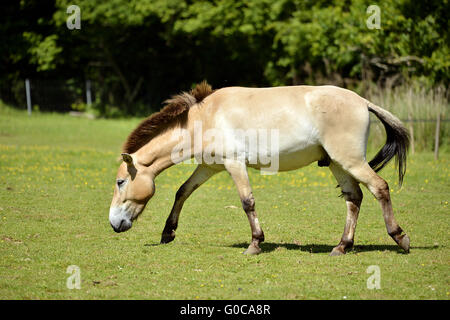 Vom Aussterben bedrohte Unterart Przewalski-Pferd (Equus Ferus) zu Fuß auf dem Rasen Stockfoto