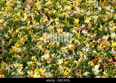 Hintergrund der abgestorbenen Blätter der Bäume im Herbst gefallenen auf Rasen Stockfoto