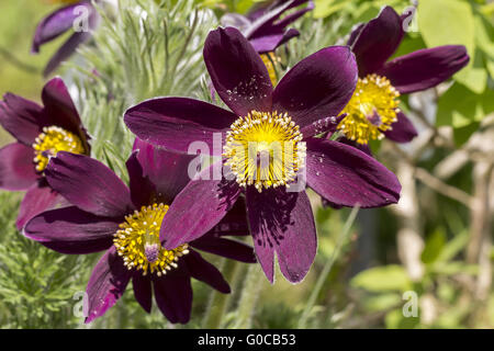 Pulsatilla Turczaninovii, sibirische Kuhschelle Stockfoto