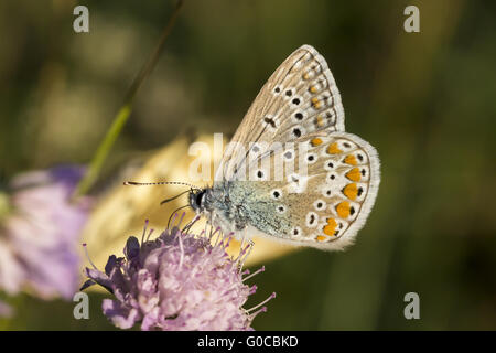 Polyommatus Icarus, gemeinsame Blue Butterfly, Deutschland Stockfoto