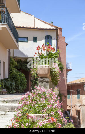 Poggio, Haus mit Treppe und Blumen, Elba Stockfoto