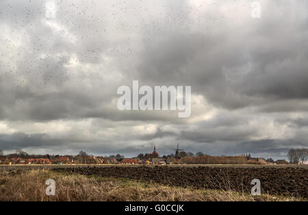 Stare in den Schwarm über Rysum Stockfoto