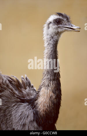 Profilbildnis von größeren Rhea (Rhea Americana) Stockfoto