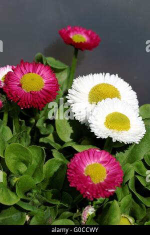 Bellis Stockfoto