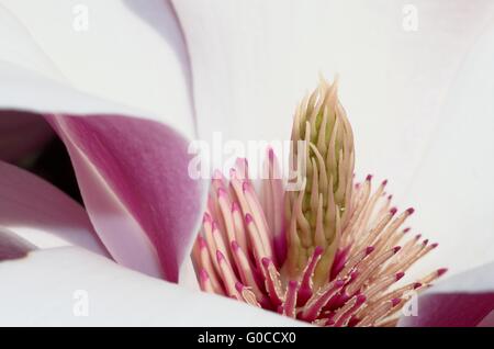 Blühende Magnolie Stockfoto