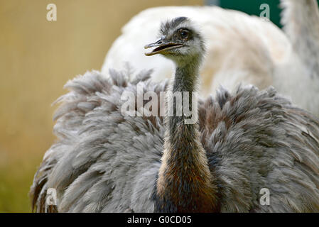 Closeup größere Rhea (Rhea Americana) von vorne gesehen Stockfoto