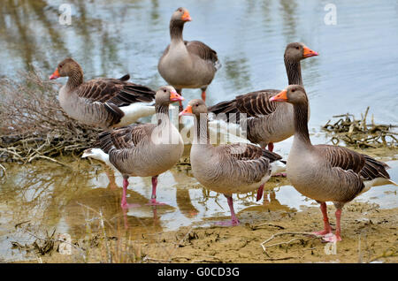 Gruppe von Graugänsen (Anser Anser Domesticus), am Ufer eines Teiches Stockfoto