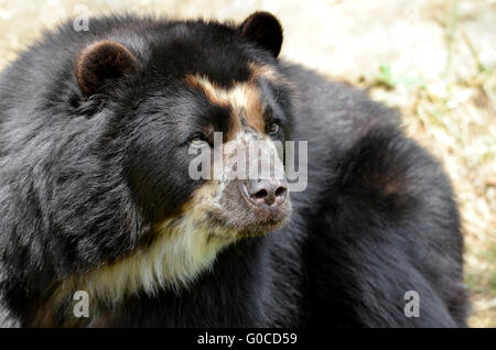 Vorderseite Porträt von Anden Bär (Tremarctos Ornatus), auch bekannt als der Brillenbär Stockfoto