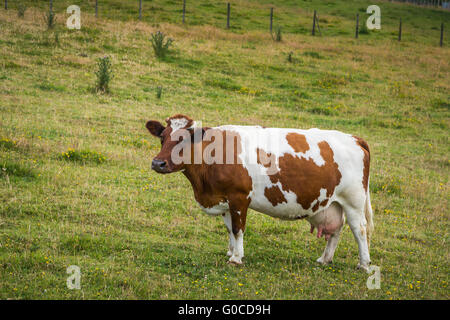 Guernsey Milchkühe auf der Weide auf Quinchao Island, Chile, Südamerika. Stockfoto