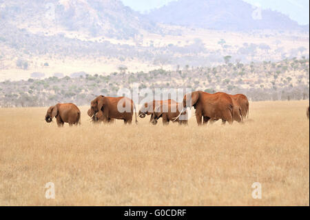 Gruppe von Elefanten in den gelben Grases von Tsavo Ea Stockfoto