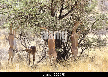 Gerenuks aufstehen, Essen, Blätter aus Akazie Stockfoto