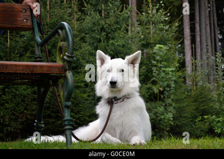 Weißer Schweizer Schäferhund-Hund an der Leine neben Park ben Stockfoto