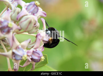 Bumblebee Stockfoto