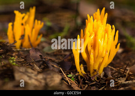 Yello Stag´s Horn Pilz Stockfoto