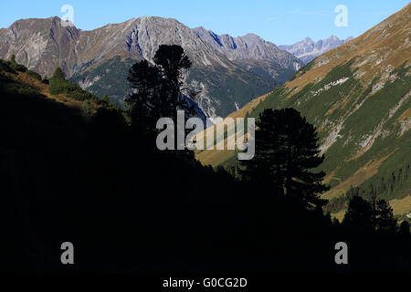 Berg-Kiefern Silhouetten, Lechtaler Alpen, Österreich Stockfoto
