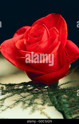 Red Rose blühen im Garten - Nahaufnahme Foto Stockfoto